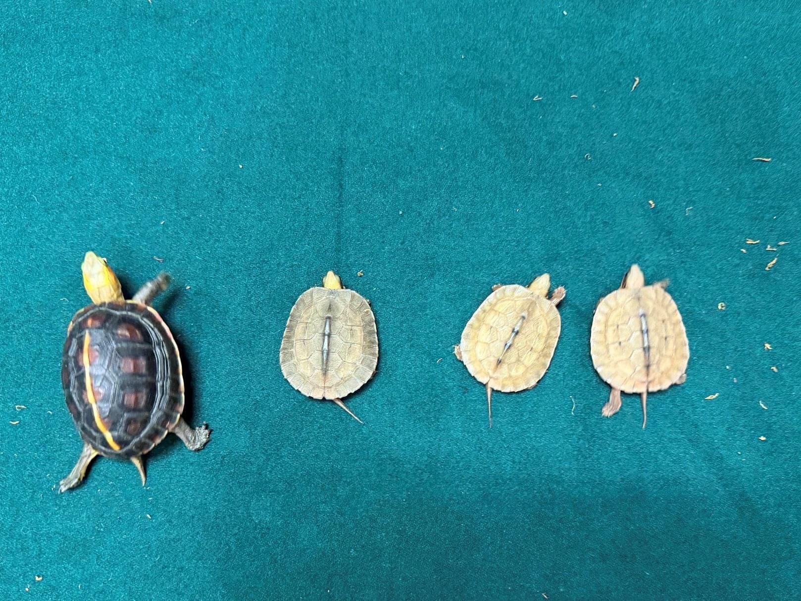 香港海關偵破非法進口懷疑屬受管制瀕危物種活龜(附圖)